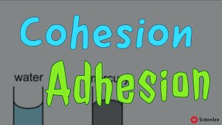 cohesion adhesion [upl. by Niltiac]