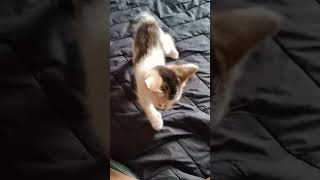 Adorable Baby Kitten Plays  Cute Kitten Moments🐾💕 [upl. by Ramu]