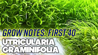 Utricularia Graminifolia UG  First 40 Days  Grow Notes  4 Gallon Nano Planted Tank [upl. by Corron]