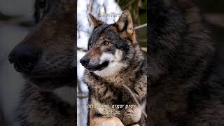 the gray WOLF The incredible wild dog animals wildlife wolf [upl. by Buderus]