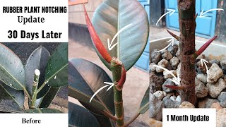 Rubber Plant Branching By notching update 30 Days Update [upl. by Timothee]