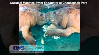 Cozumel Manatee Swim Encounter at Chankanaab Park [upl. by Tonnie]