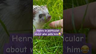 Hedgehog pet😂❤️🦔  funnyanimals funnyshorts cutenessoverload dailyshorts shortsdaily hedgies [upl. by Arrak523]