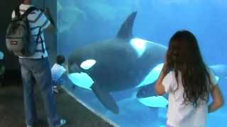 Orcas interagindo com humanos [upl. by Mourant42]