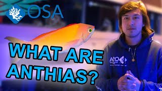 What are Anthias  What is a Fish with Taras [upl. by Margo879]