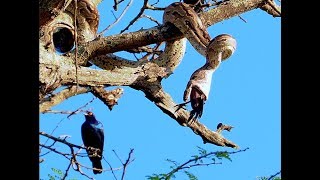 African rock python swallowing a bird Seen in Kruger National Park [upl. by Giacomo]