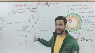 Gametogenesis part 2 Oogenesis अंड जनन and structure of Ovum [upl. by Rehpoitsirhc369]