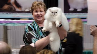 CFA International Cat Show 2019  Best of the Best [upl. by Devondra]