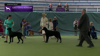 Retrievers Curly Coated  Breed Judging 2023 [upl. by Ojybbob]