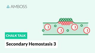 Secondary Hemostasis  Part 3 Coagulation on Negatively Charged Surfaces [upl. by Bibby]