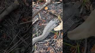 Eastern Hognose Snake [upl. by Fidel]