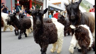 Geissenkehr Schwarzhalsziegen  Blackneck goats  Zermatt Switzerland [upl. by Sulihpoeht]