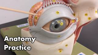 Eye Anatomy  Review and Quiz [upl. by Ayerf944]