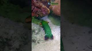 The Incredible Peacock Mantis Shrimp Natures Power Punch [upl. by Novelia]