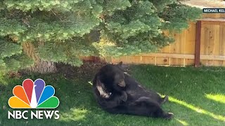 DNA Evidence Saves 500Pound Black Bear Hank The Tank From Euthanasia [upl. by Kizzee]