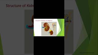 Function of Kidney shortvideo lifeprocesses class 10 CBSE [upl. by Azilanna470]