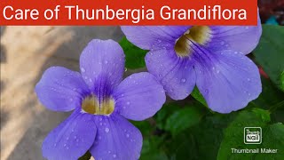 Thunbergia Grandiflora Care  How to Grow and Care Bengal Trumpet VineBengal Clock Vine Blue Sky [upl. by Sandry]