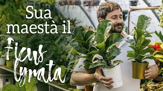 Ficus lyrata tutti i segreti di questa meravigliosa pianta dappartamento [upl. by Cooper]