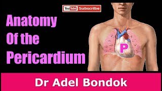 Anatomy of the Pericardium Dr Adel Bondok [upl. by Emsmus]