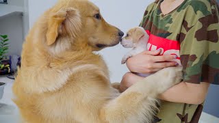 Golden Retriever Meets a Puppy for the First Time He’s Overjoyed to Welcome the New Puppy [upl. by Aara]