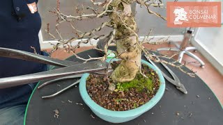 Poda de crataegus  Bonsai Colmenar [upl. by Limhaj126]