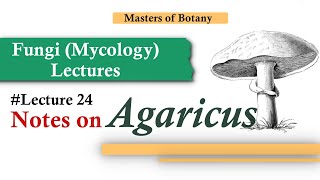 Lecture 24  Agaricus Life Cycle Mushroom  Fungi Mycology Lecture  Notes [upl. by Enihpad]