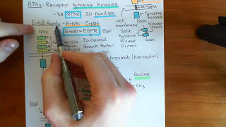 The PI3K  Akt  mTOR Pathway Part 2 [upl. by Devaj]