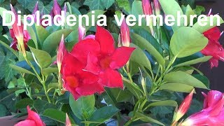 Dipladenia vermehren Ableger Steckling Absenker Samen Dipladenia Madevilla [upl. by Eden]