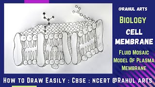 How to Draw Cell Membrane  Fluid mosaic Model Of Plasma Membrane in easy steps  Ncert CBSE Biology [upl. by Jem844]