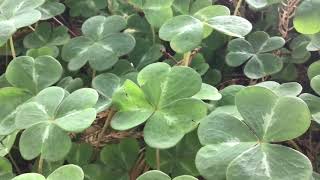 Redwood Sorrel  Oxalis oregana  Part 1 [upl. by Agemo431]