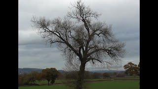 The Dee Valley Black Poplar Project [upl. by Gavriella]