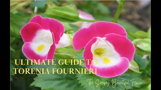 Uncovering the Magic of Torenia Fournieri Why You Should Have It in Your Garden [upl. by Leeann]