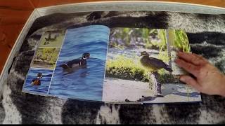 ASMR ORNITHOLOGUE OISEAUX DU QUÉBEC CANADA AMÉRIQUE [upl. by Aelber]