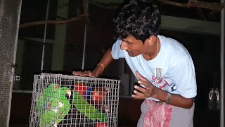 Eclectus Parrot Breeding Colony Setup amp Release  Exotic Parrots Breeding Tips [upl. by Okikuy]