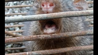 Very Aggressive Brown Rat With Sound Effect [upl. by Ellehcan]