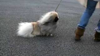 Pekingese dog Dao walking lesson [upl. by Mastat]