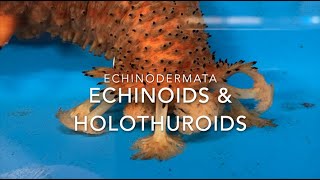 Echinodermata echinoids amp holothuroids [upl. by Carie]