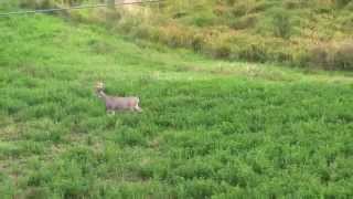 Bowhunting with Swhacker Broadhead [upl. by Newberry]