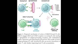 PLGARhodamine used in development of micropatches for immunotherapy of cancer [upl. by Ainoet]