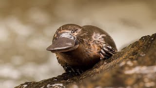 Monotremes Egg Laying Mammals of Action [upl. by Edison]