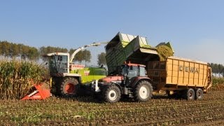 Loonwerk De Bruyne  Claas Jaguar 900 Fieldshuttle [upl. by Annam]