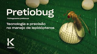 Pretiobug Trichogramma pretiosum Tecnologia e precisão no manejo de lepidópteros [upl. by Aerdma]