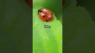 Lovely Ladybugs  Nature’s Tiny Garden Protectors [upl. by O'Rourke]