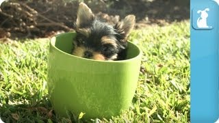 Yorkie Puppies in Teacups [upl. by Uamak3]