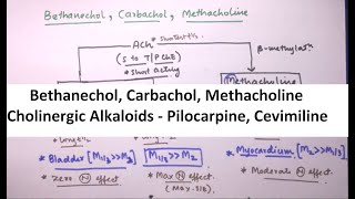 ANS part 4 Bethanechol Carbachol Methacholine and Alkaloids [upl. by Hannasus593]