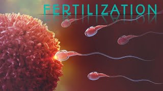 Fertilization of human sperm ovam  Pregnancy fertilization animation process [upl. by Oglesby]