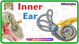 Inner ear Anatomy Animation  Cochlear component Vestibular component Semicircular component [upl. by Kampmann308]