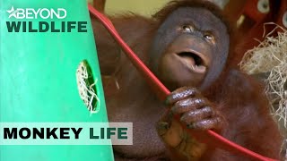 S6E12  Oshine Shows The OrangUtans Who’s Boss  Monkey Life  Beyond Crime [upl. by Doro]