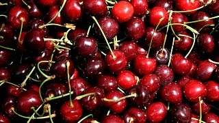 Preparing Cherries for Freeze Drying in my Harvest Right Freeze Dryer amp Jam [upl. by Llehcor]