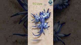 😱ESTE ES EL DRAGON AZUL DE LA VIDA REAL 💙 🐉🐲 best shorts viral dragon animal curioso [upl. by Naasar644]